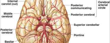 Задняя мозговая артерия: строение и функции
