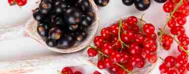 Плоды и ягоды - смородина: полезные свойства