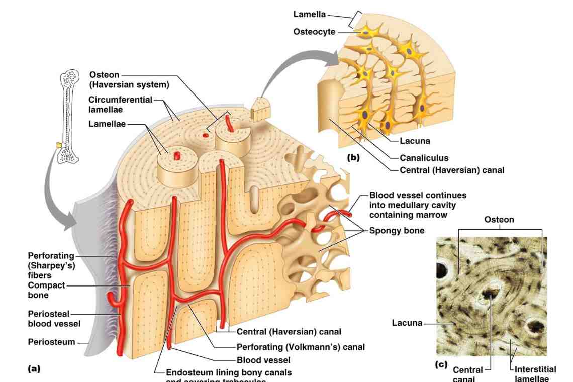 Трубчатые кости: строение и функции. Длинные трубчатые кости