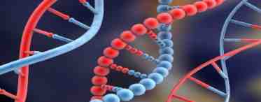 Генетическая информация: рецессивный и доминантный гены