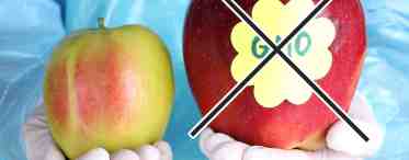 Что такое ГМО и насколько опасны трансгены для человека