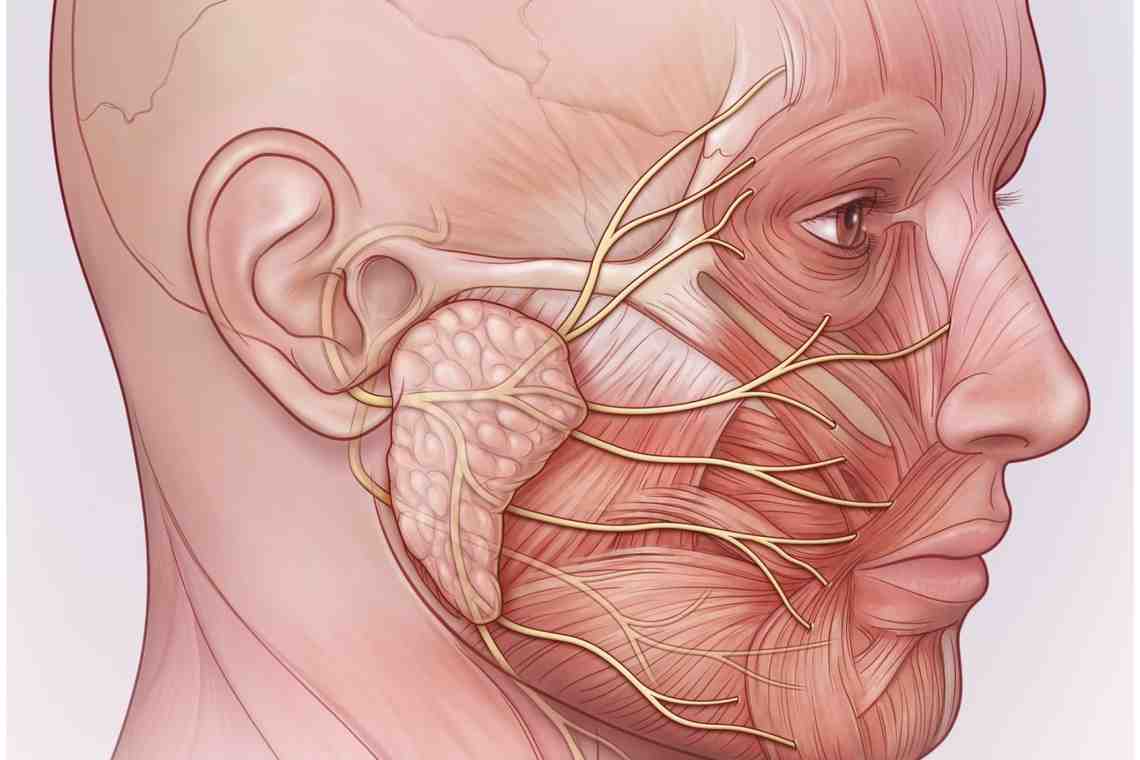 Челюстно лицевые нервы анатомия. Околоушное сплетение лицевого нерва. Лицевой нерв иннервирует мышцы лица. N Facialis ветви.