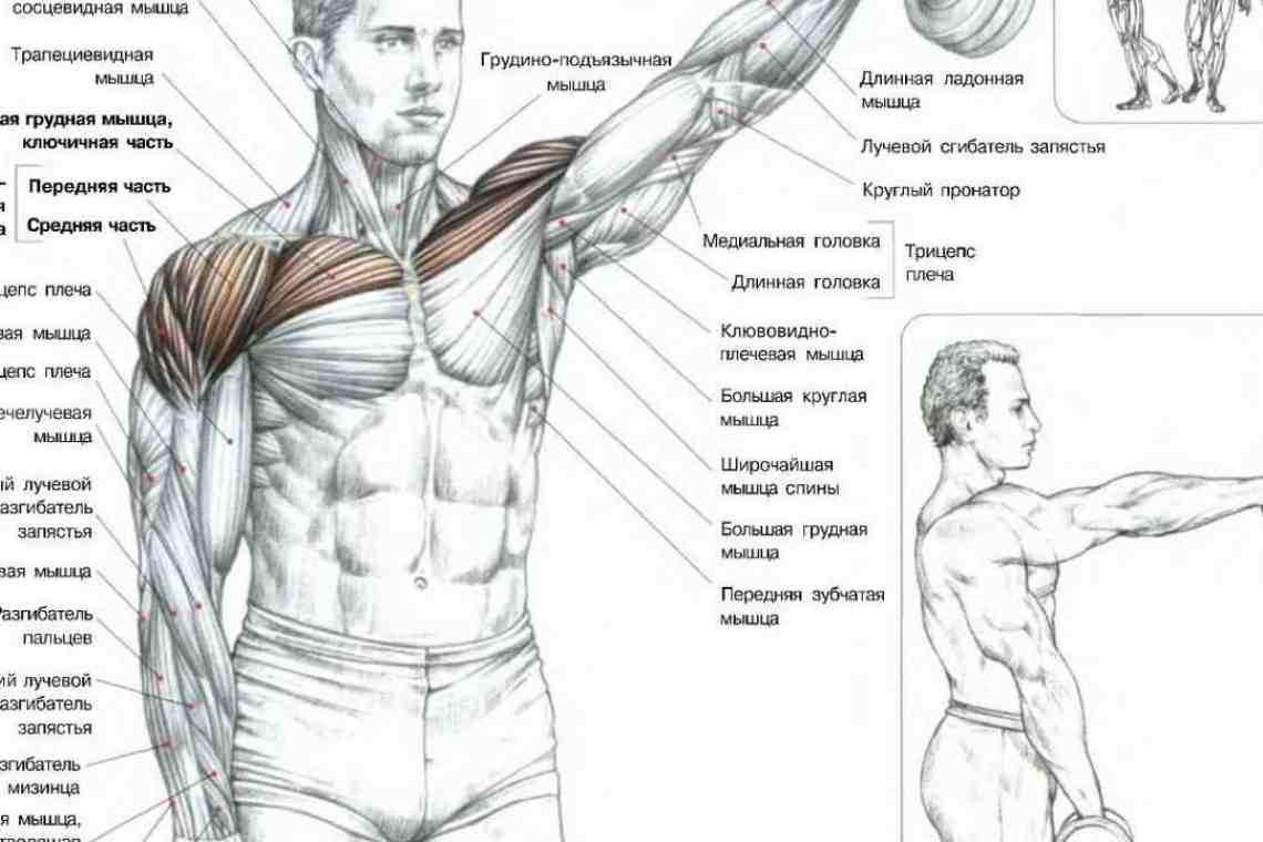 как качать мышцы на груди для мужчин фото 49