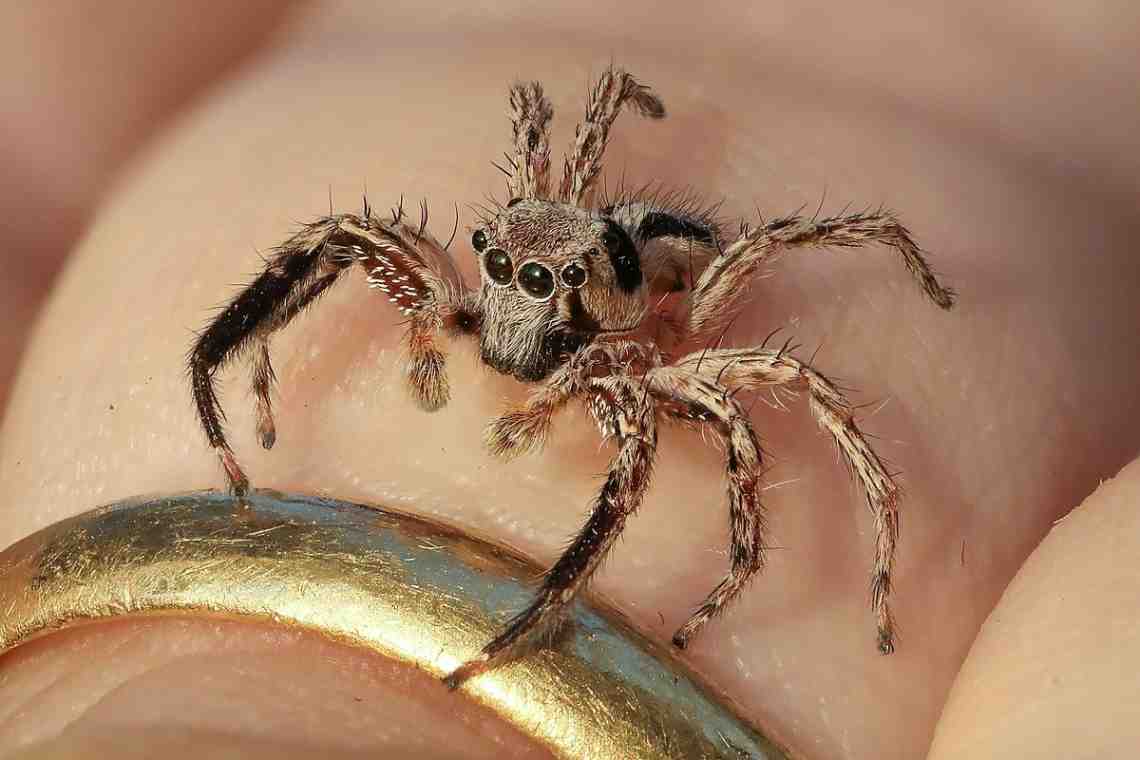 Что делать, если обнаружен укус паука?