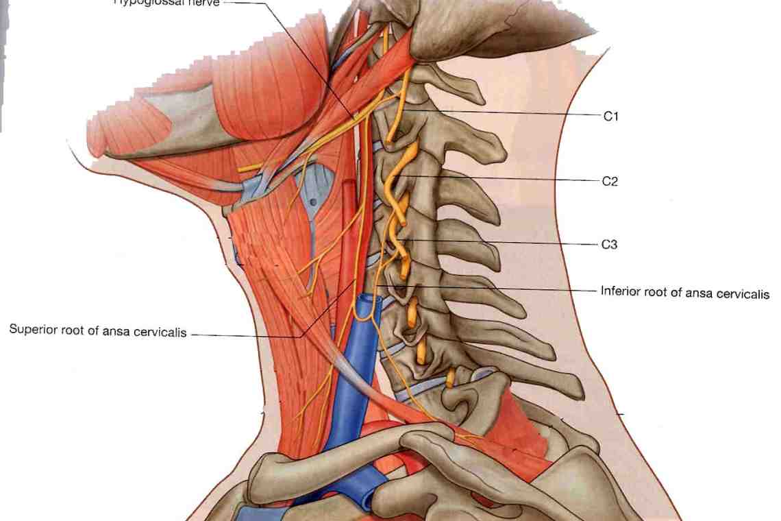 Блуждающий нерв - анатомия и некоторые патологии