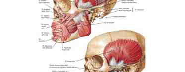 Мышцы головы и шеи: анатомия, функции и строение