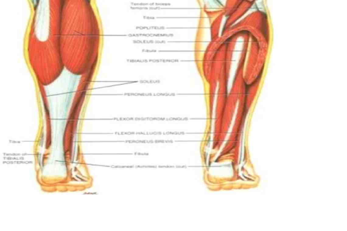 Gastrocnemius and Soleus