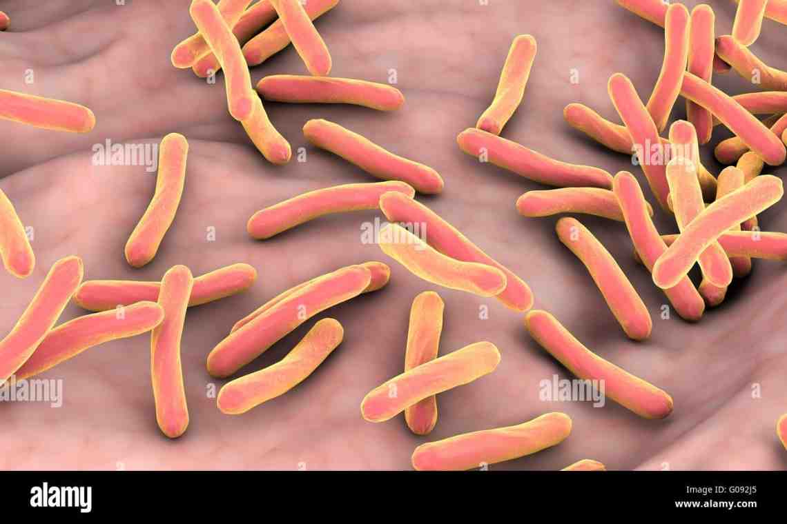 Микобактерии туберкулеза: особенности данных микроорганизмов