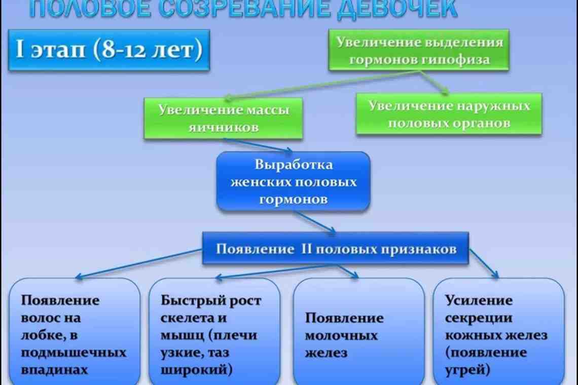 Половое развитие. Половое созревание у девочек. Стадии полового созревания девочек. Этапы полового созревания девушек. Половое созревание у мальчиков.