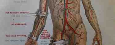 Подколенная артерия: анатомия и топография. Патология подколенной артерии