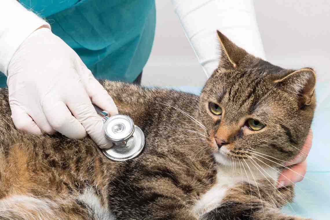 Болезнь кошки: как облегчить состояние животного?