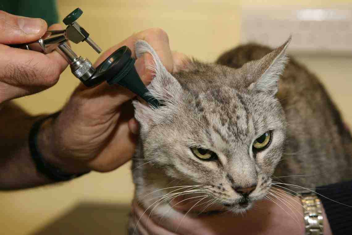 Ушные клещи у кошки: лечение и профилактика