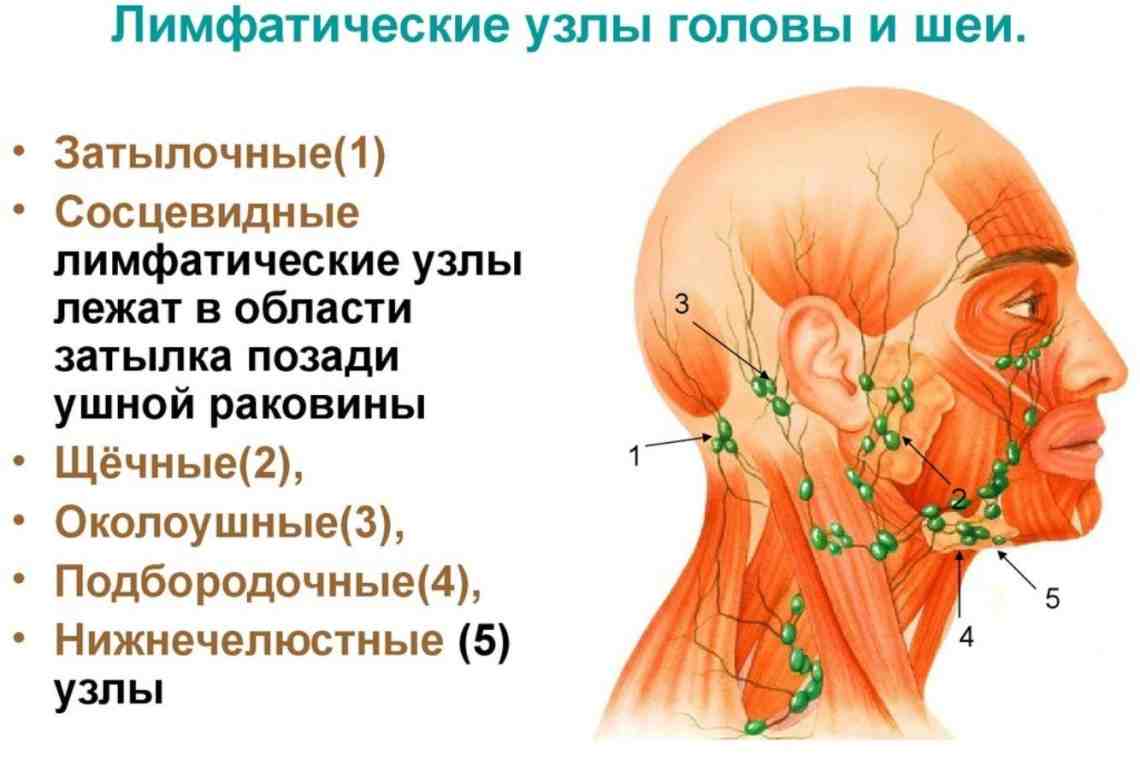 Подчелюстные лимфоузлы: причины, симптомы, профилактика и лечение