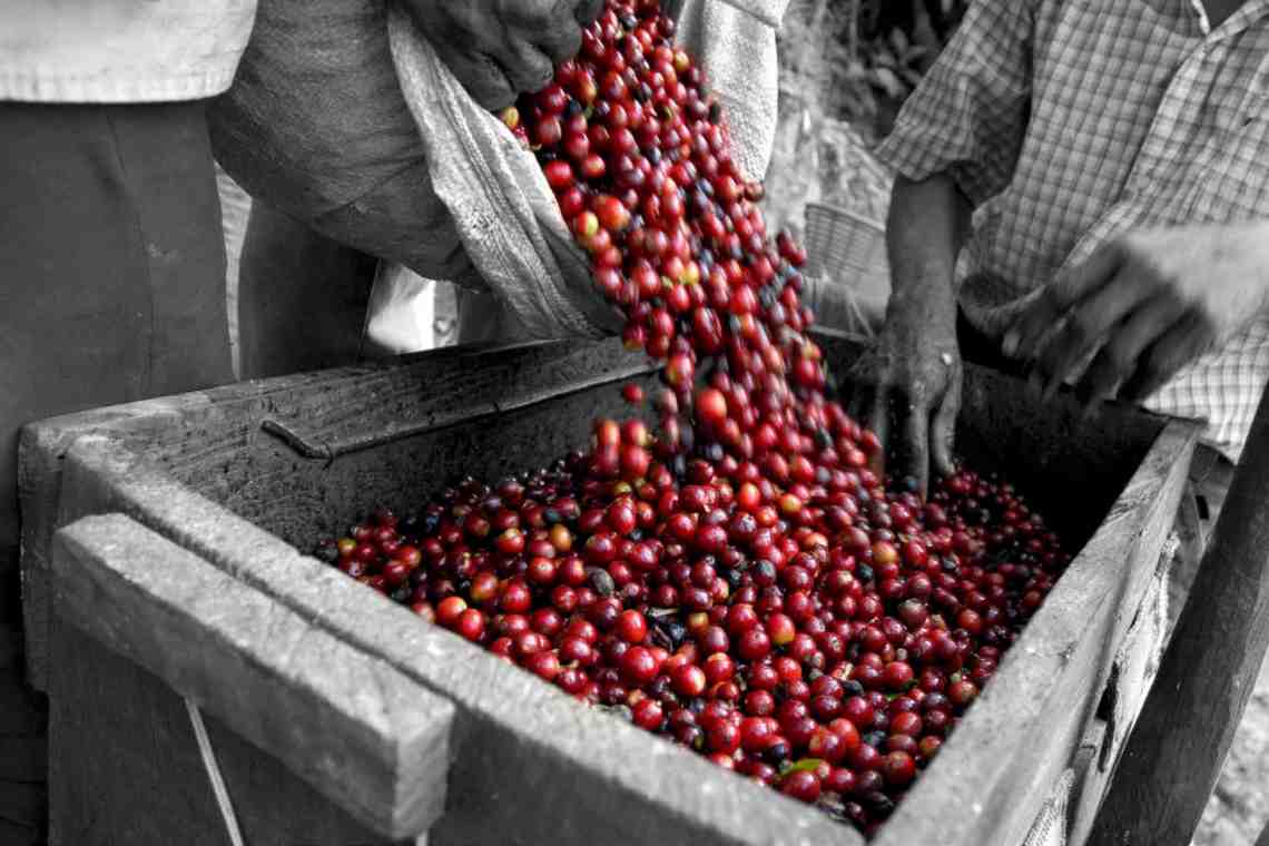 Где выращивают кофе? Страны-производители кофе