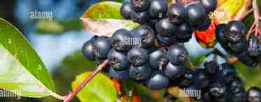 Черноплодная рябина - растение с большими возможностями