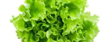 Свежие листья салата: калорийность и польза для организма