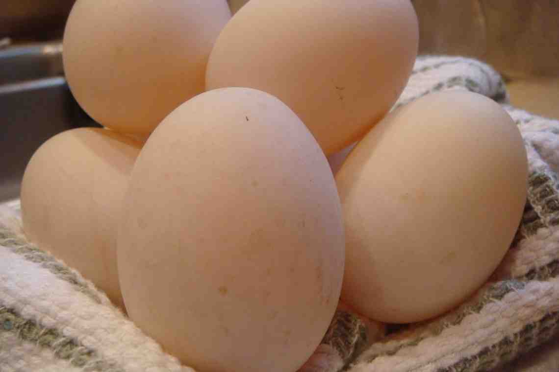 Гусиные яйца едят. Утиные яйца. Яйцо утки. Утка с яйцом. Яйцо утиное инкубационное.