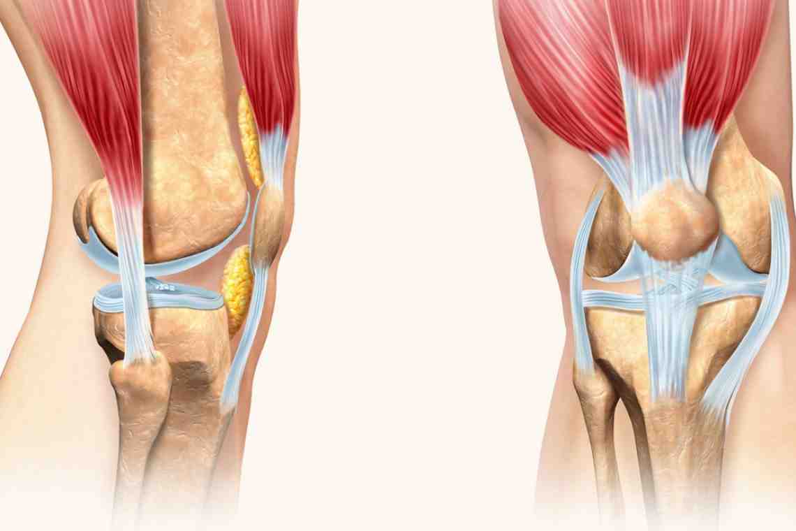 Боли в мышцах коленного сустава. Тендинит сухожилия коленного сустава. Полусухожильная мышца коленного сустава. Крестообразные связки коленного сустава анатомия. Тендинит связки коленного сустава.