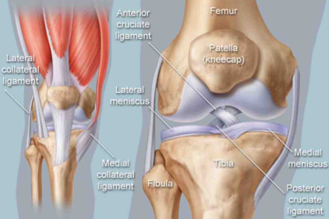 Knee Joint Anatomy