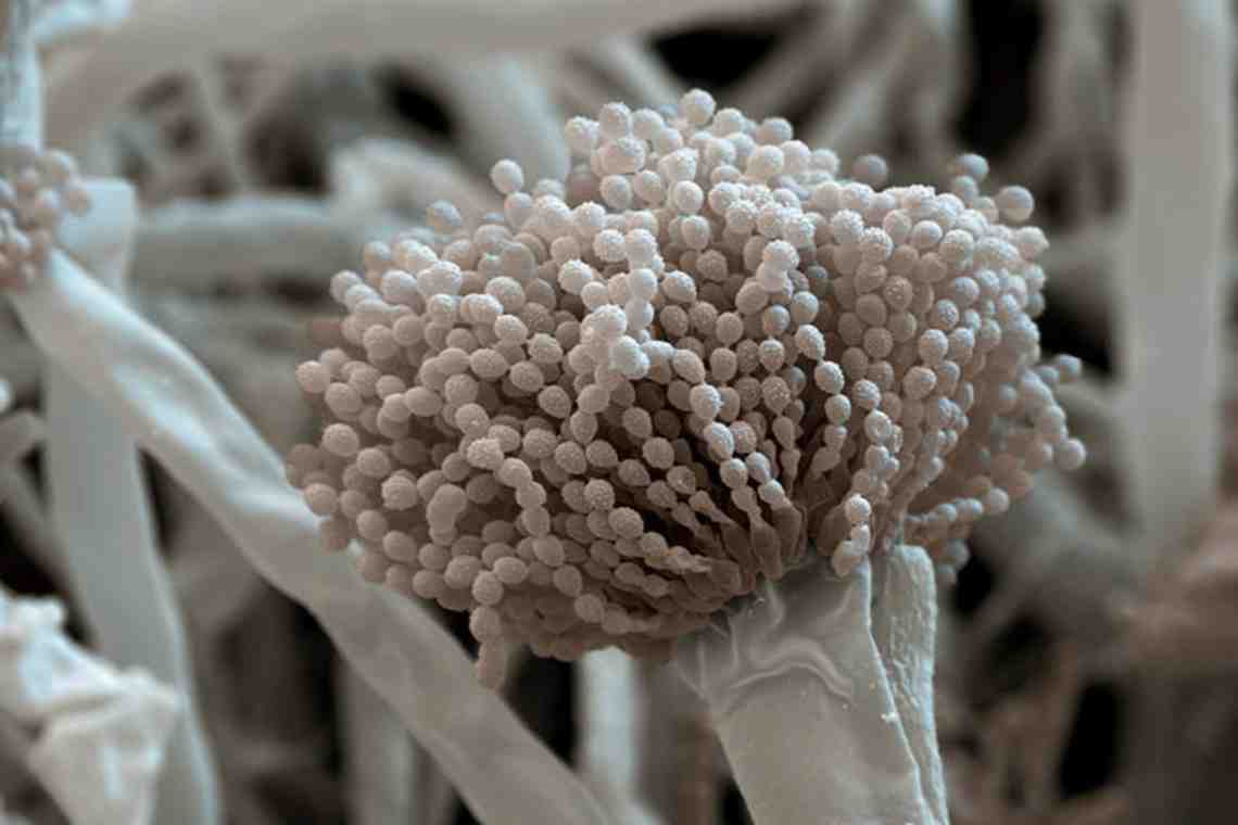 Что такое патогенный гриб?