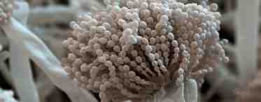 Что такое патогенный гриб?