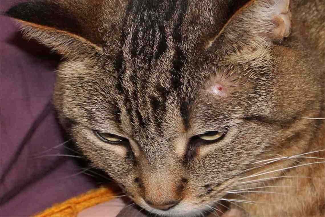 Подкожный клещ у кошки: как помочь домашнему питомцу?