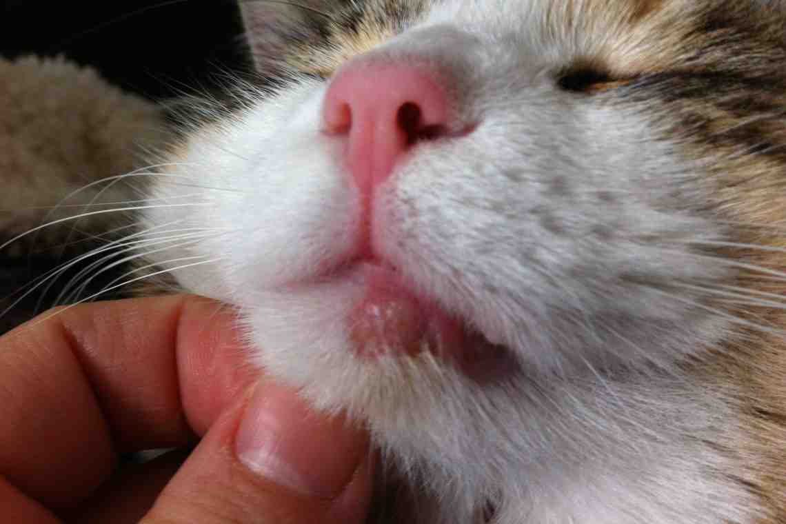 Аллергия на кошку как проявляется? Как вылечить аллергию на кошек