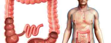 Сигмовидная кишка - важный орган пищеварительной системы