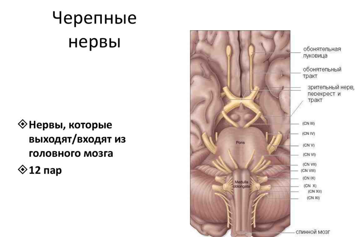 Черепные нервы, 12 пар: анатомия, таблица, функции