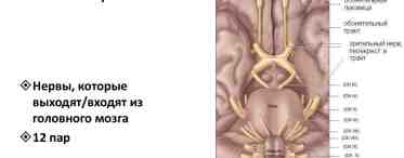Черепные нервы, 12 пар: анатомия, таблица, функции