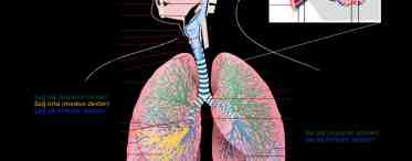 Органы дыхания человека. Строение и функции органов дыхания