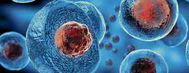Гемопоэтические стволовые клетки - это... Общие сведения о гемопоэтических стволовых клетках