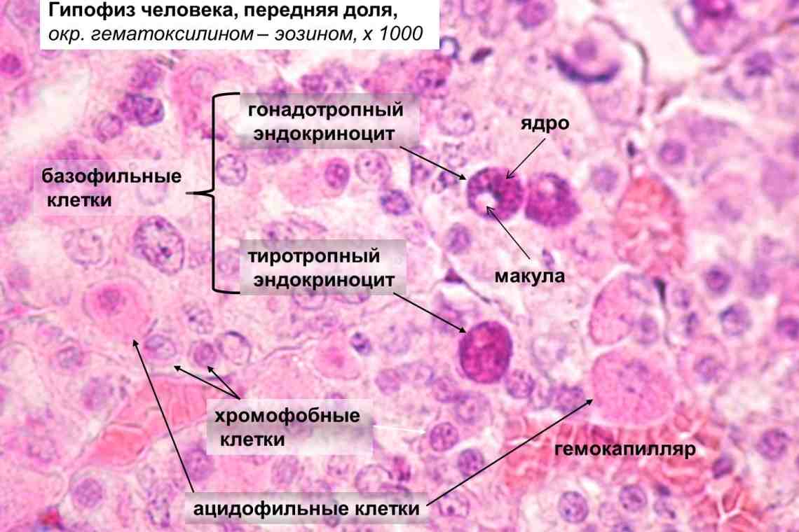 Тиреоидные гормоны: источник, значение, патология