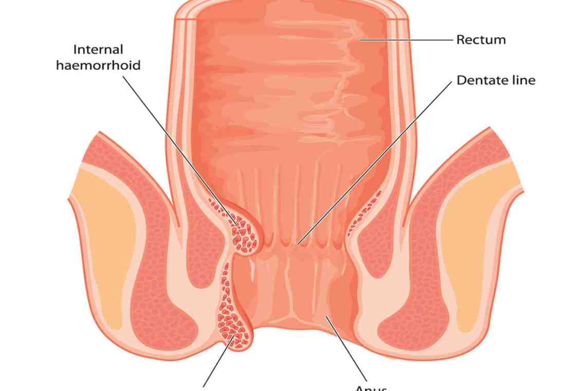 Анатомическое строение ануса человека
