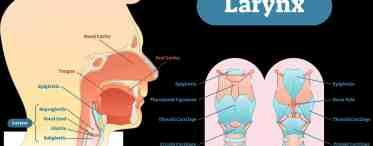 Хрящ щитовидный: описание, функции, строение