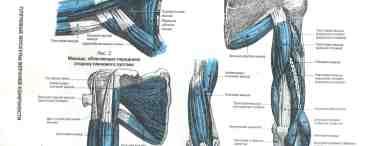 Мышцы верхних конечностей человека: строение и функции