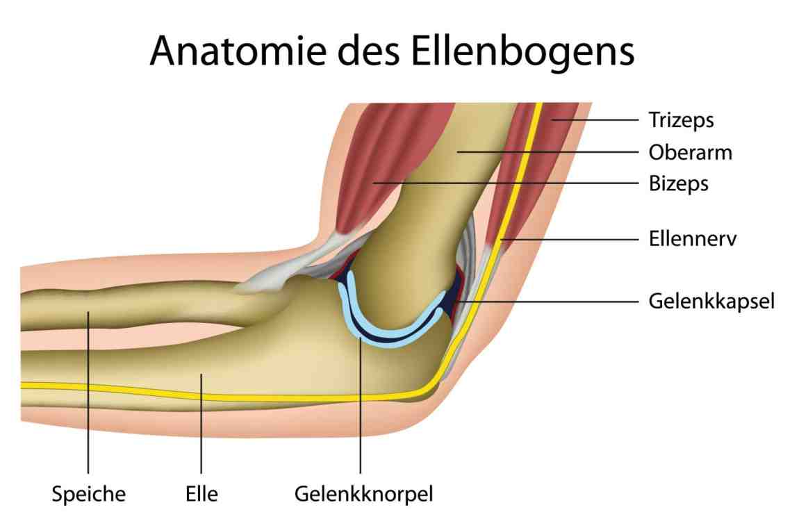 Anatomie%20des%20Ellbogengelenks_large.j