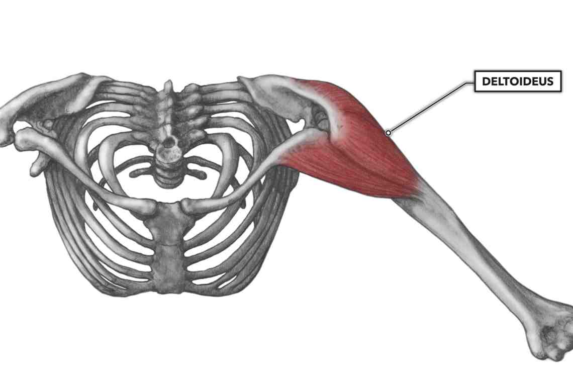 Главные мышцы: верхняя задняя зубчатая мышца
