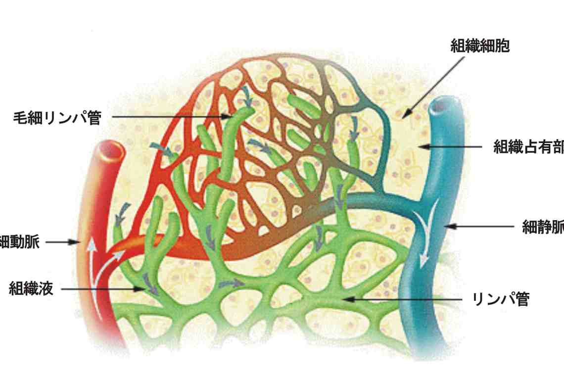 Лимфатические узлы, сосуды и лимфоидные органы – слагаемые лимфатической системы