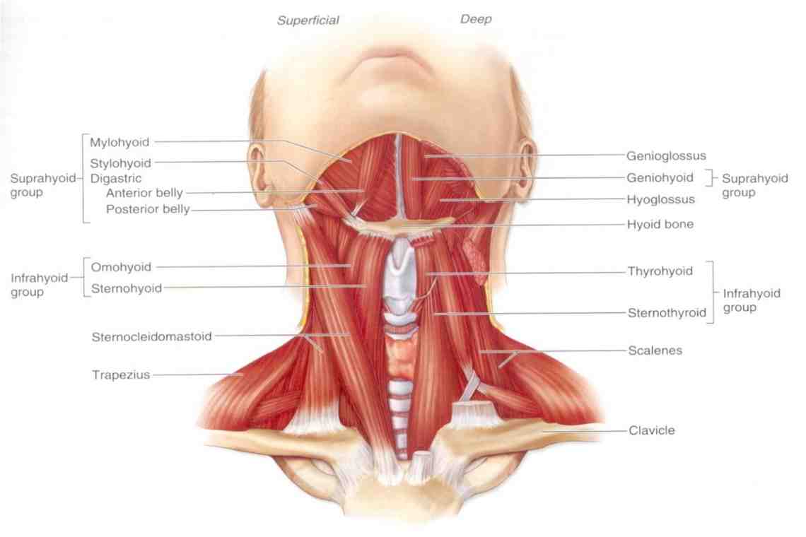 Мышцы шеи медунивер
