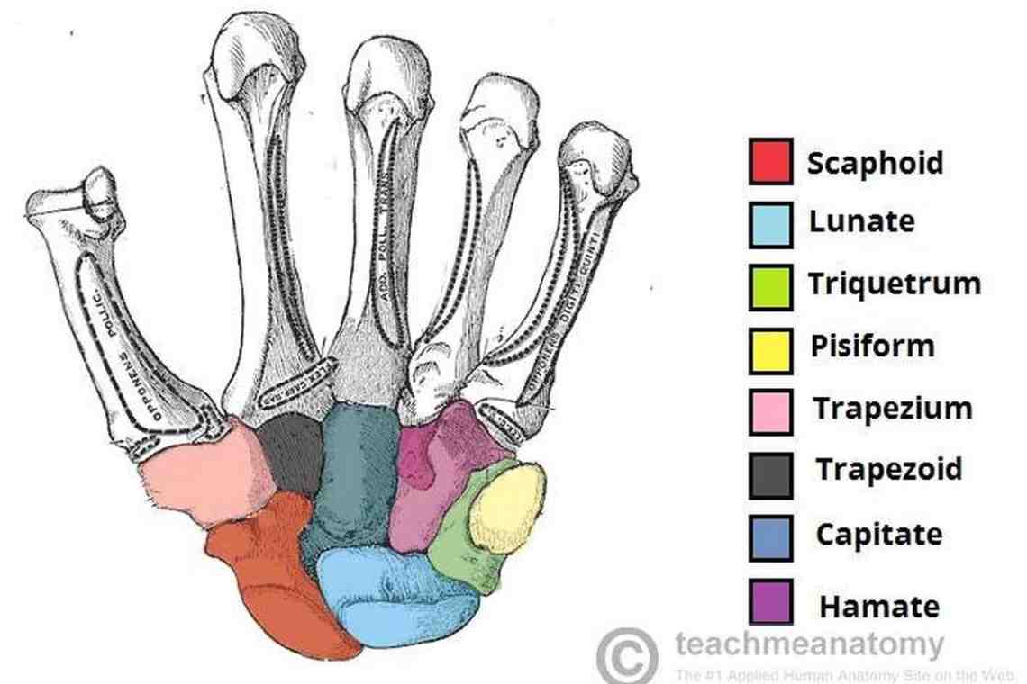 Carpal Bones