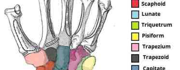 Лучезапястная кость: анатомия, строение, виды переломов, лечение