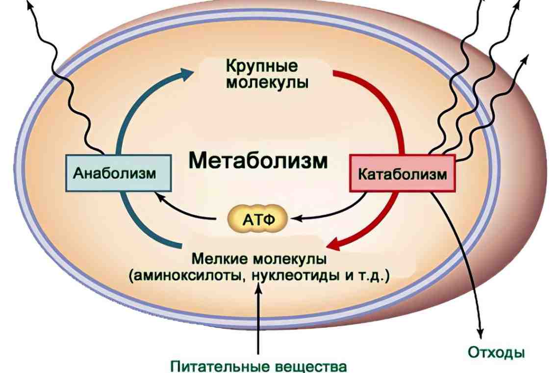 Синтез жиров: общие сведения, причины и значение