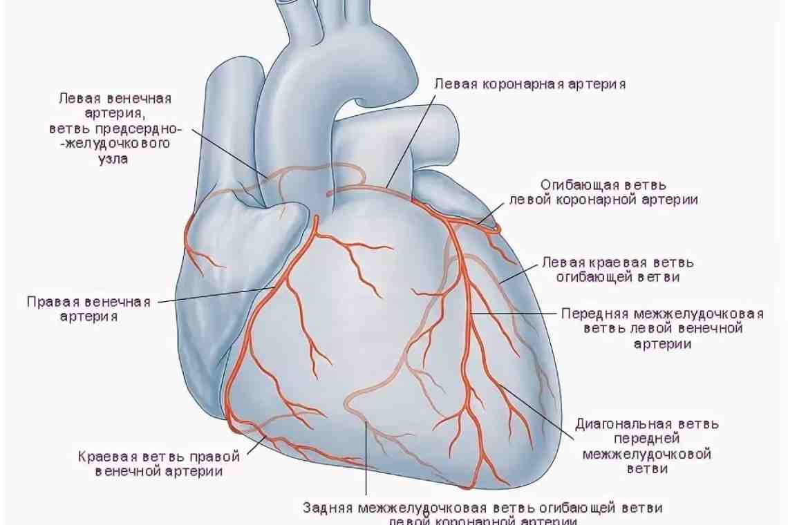 Левая коронарная артерия. Венечная борозда сердца анатомия. Коронарные сосуды сердца анатомия. Сердце человека анатомия борозды. Венечные вены сердца схема.