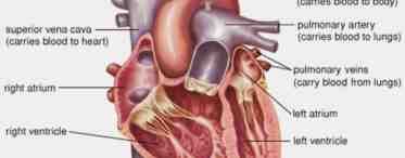 Иннервация сердца. Клиническая анатомия сердца