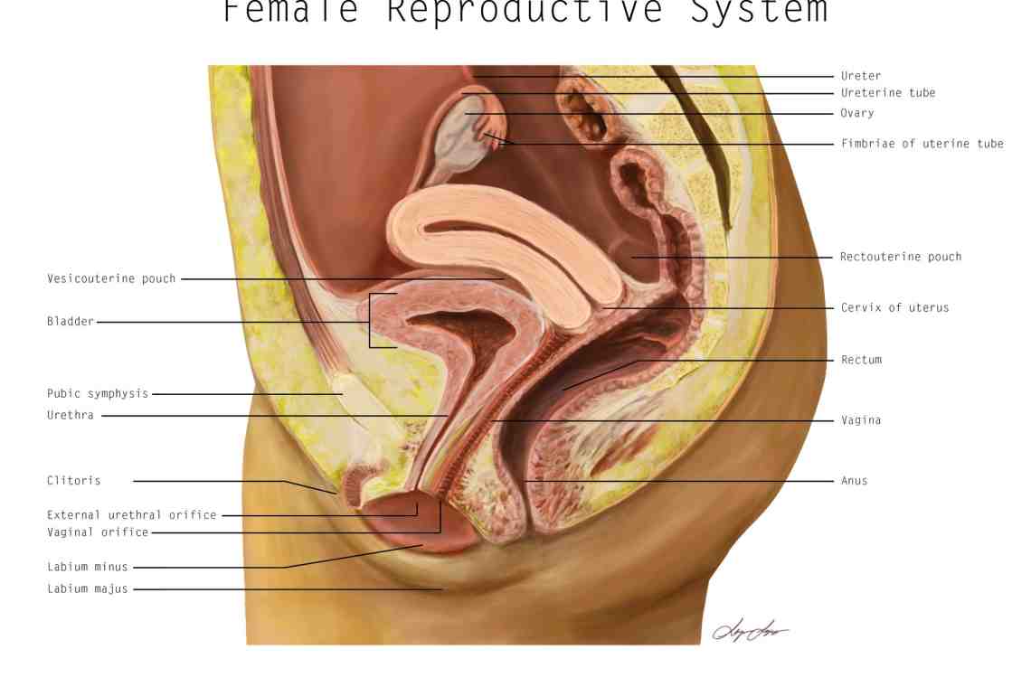 Строение половой системы женской: анатомия, физиология