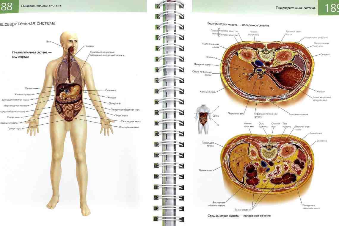 Внутренние органы человека: расположение, описание