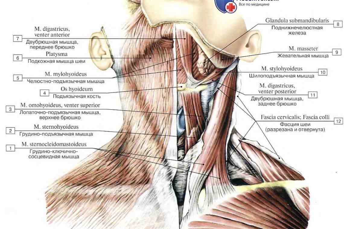 Подмышечная ямка: расположение, анатомия