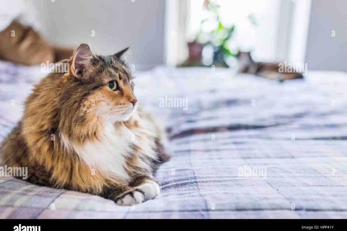 Кошка в доме - приметы и поверья