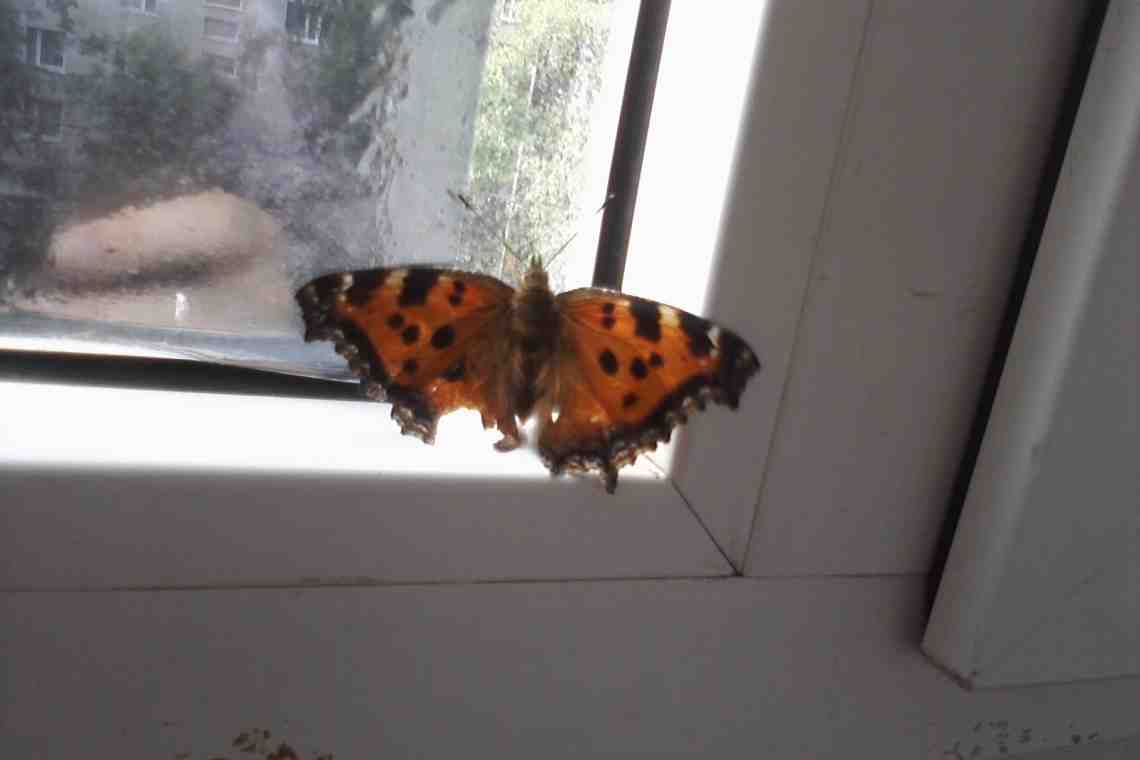 Бабочка залетела в окно: что сулит примета
